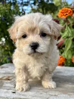 Pammy, a female Maltipoo for sale in Bonaparte, IA – 5 of 10