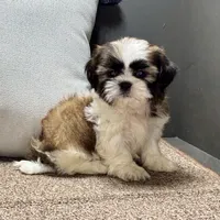  Xyla, a female Shih Tzu for sale in Bonaparte, IA – Photo 2 of 10