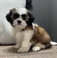  Xyla, a female Shih Tzu for sale in Bonaparte, IA – Photo 4 of 10