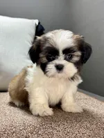  Xyla, a female Shih Tzu for sale in Bonaparte, IA – Photo 10 of 10