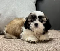  Xyla, a female Shih Tzu for sale in Bonaparte, IA – Photo 6 of 10