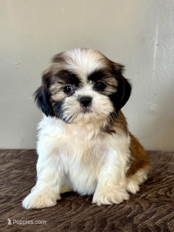  Xyla – Shih Tzu puppy for sale in Bonaparte, IA