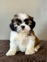  Xyla, a female Shih Tzu for sale in Bonaparte, IA – Photo 1 of 10