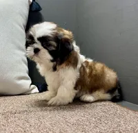  Xyla, a female Shih Tzu for sale in Bonaparte, IA – Photo 5 of 10