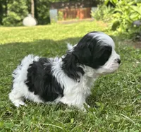 Hanna, a male Shichon for sale in Bonaparte, IA – 2 of 10