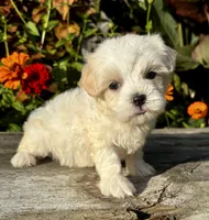 Penny, a female Maltipoo for sale in Bonaparte, IA – 5 of 10