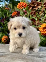 Pammy, a female Maltipoo for sale in Bonaparte, IA – 7 of 10
