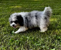 Jan, a female Shihpoo for sale in Bonaparte, IA – 7 of 9
