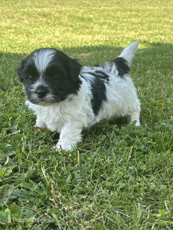 Hank – Shichon puppy for sale in Bonaparte, IA