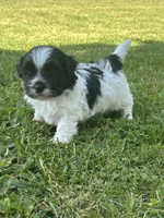 Hank, a male Shichon for sale in Bonaparte, IA – 1 of 9