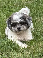 Enga, a female Shihpoo for sale in Bonaparte, IA – 6 of 10