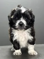 Fonzie, a male Shihpoo for sale in Bonaparte, IA – 8 of 9