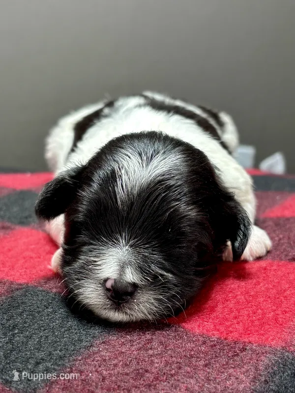 Heidi – Shichon puppy for sale in Bonaparte, IA