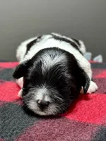 Heidi, a male Shichon for sale in Bonaparte, IA – 1 of 9