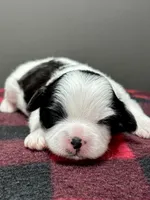 Hanna, a male Shichon for sale in Bonaparte, IA – 2 of 7