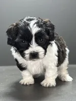 Frankie, a male Shihpoo for sale in Bonaparte, IA – 10 of 10