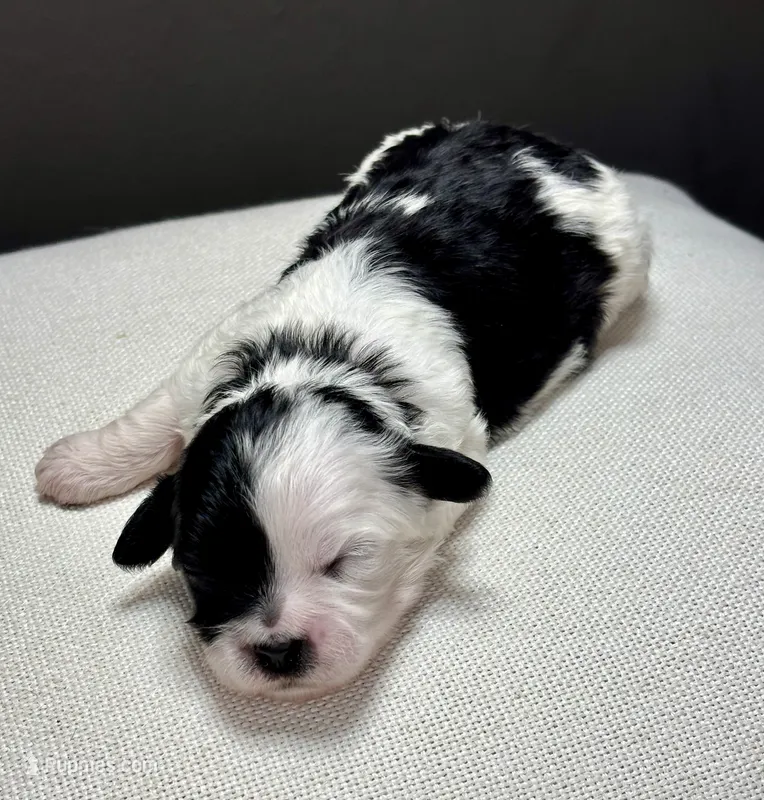Ida – Shihpoo puppy for sale in Bonaparte, IA