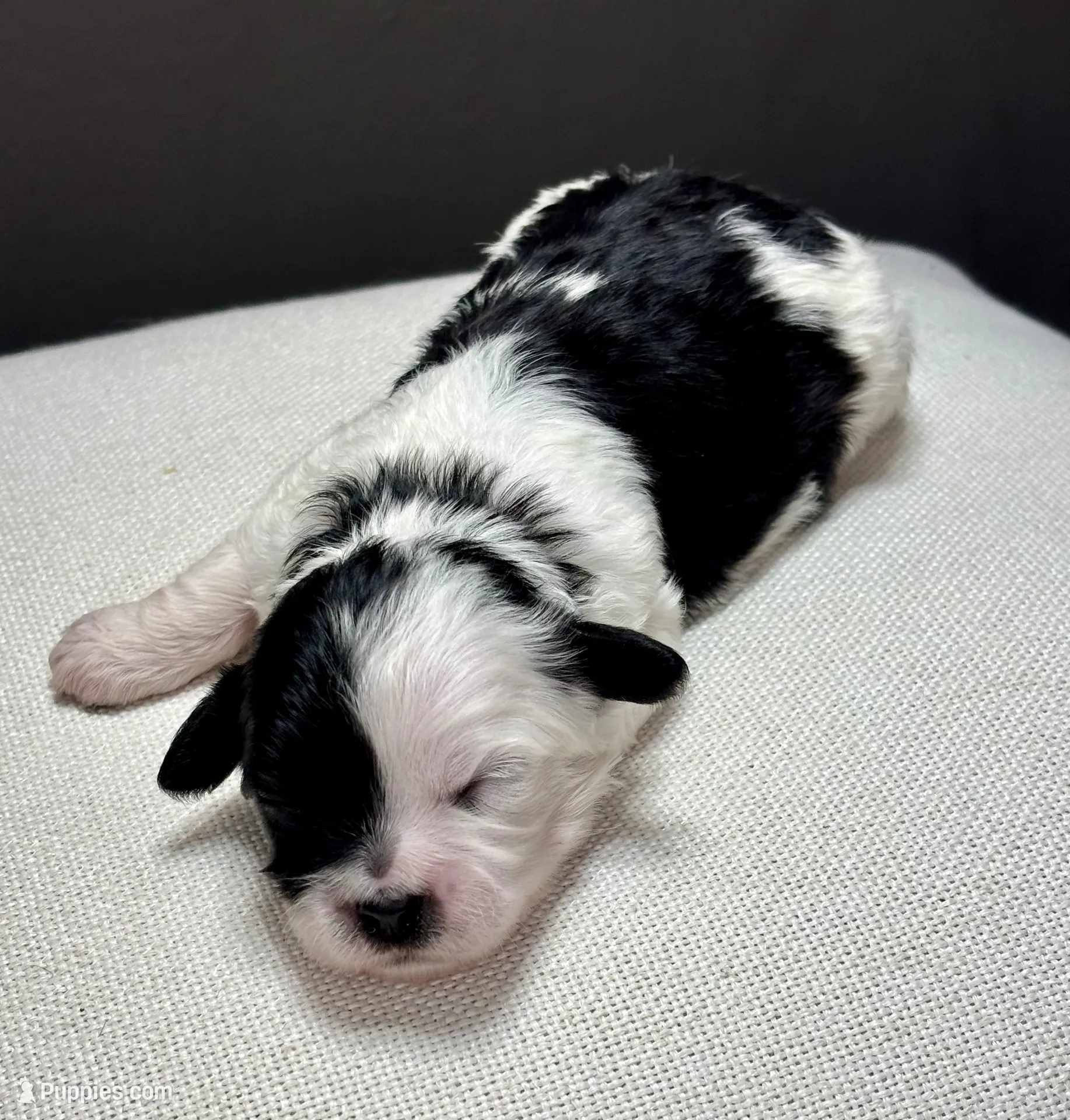 Ida – Shihpoo Puppy for Sale in Bonaparte, IA | Puppies.com