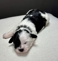 Ida, a female Shihpoo for sale in Bonaparte, IA – 1 of 4