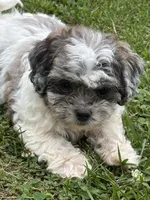 Enga, a female Shihpoo for sale in Bonaparte, IA – 1 of 10