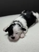 Ida, a female Shihpoo for sale in Bonaparte, IA – 2 of 4