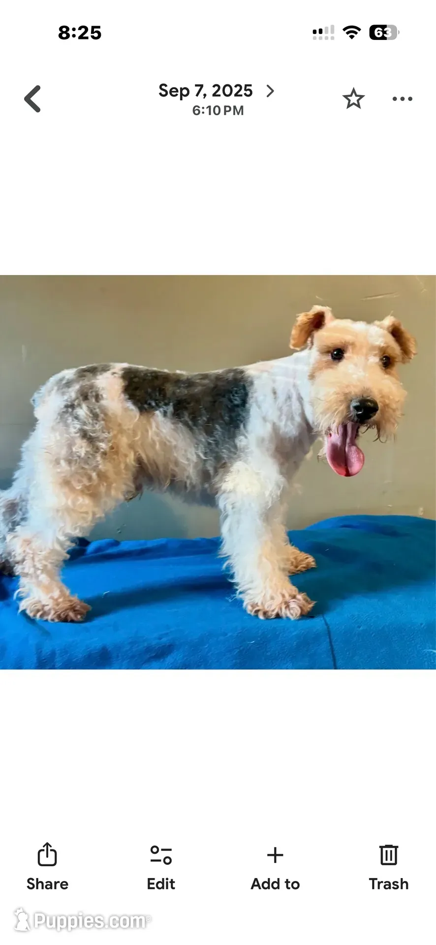 Quenby, a female Wire Fox Terrier for sale in Bonaparte, IA – 8 of 10