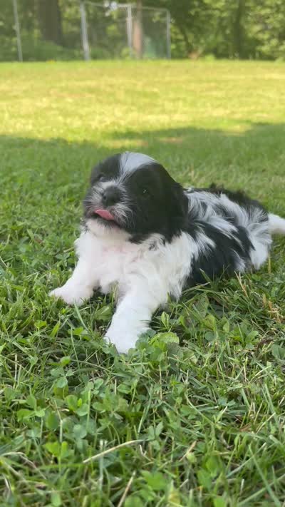 Hank, a male Shichon for sale in Bonaparte, IA – 9 of 9