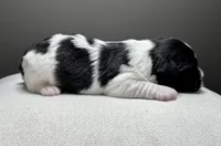 Hank, a male Shichon for sale in Bonaparte, IA – 5 of 6