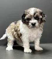 Freddie, a male Shihpoo for sale in Bonaparte, IA – 4 of 8