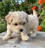 Pammy, a female Maltipoo for sale in Bonaparte, IA – 2 of 10