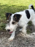 Alice, a female Wire Fox Terrier for sale in Bonaparte, IA – 6 of 10