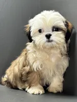 processed/82f1eccb-1b49-4800-a138-e407c753f581/listing/3c5befe5-8458-4d2c-82b7-c18303381c78/8995f300-fae1-48cc-bd30-d6f8494b1505