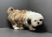 processed/82f1eccb-1b49-4800-a138-e407c753f581/listing/3c5befe5-8458-4d2c-82b7-c18303381c78/dc9131a9-c909-41a4-be1b-85f8a06ae7a1