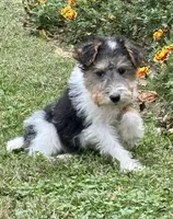 Ivy, a female Wire Fox Terrier for sale in Bonaparte, IA – Photo 4 of 10