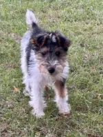 Ivy, a female Wire Fox Terrier for sale in Bonaparte, IA – Photo 6 of 10