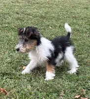 Ivy, a female Wire Fox Terrier for sale in Bonaparte, IA – Photo 8 of 10