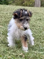 Ivy, a female Wire Fox Terrier for sale in Bonaparte, IA – Photo 10 of 10