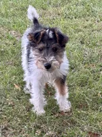 Ivy, a female Wire Fox Terrier for sale in Bonaparte, IA – Photo 1 of 10