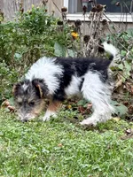 Ivy, a female Wire Fox Terrier for sale in Bonaparte, IA – Photo 2 of 10