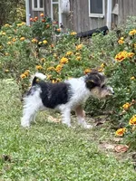 Ivy, a female Wire Fox Terrier for sale in Bonaparte, IA – Photo 7 of 10