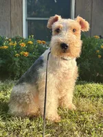 Ivy, a female Wire Fox Terrier for sale in Bonaparte, IA – Photo 3 of 10
