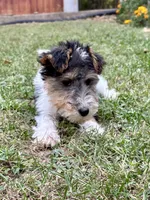 Ivy, a female Wire Fox Terrier for sale in Bonaparte, IA – Photo 5 of 10