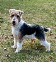 Ivy, a female Wire Fox Terrier for sale in Bonaparte, IA – Photo 9 of 10