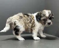 Freddie, a male Shihpoo for sale in Bonaparte, IA – 3 of 8