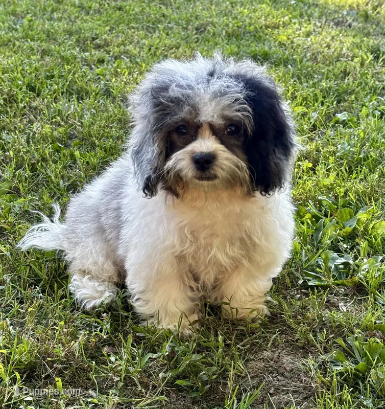 Jan – Shihpoo puppy for sale in Bonaparte, IA