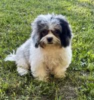 Jan, a female Shihpoo for sale in Bonaparte, IA – 1 of 9