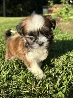 Grace, a female Shih Tzu for sale in Bonaparte, IA – 7 of 10
