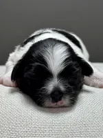 Hank, a male Shichon for sale in Bonaparte, IA – 4 of 6