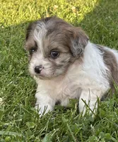 Etta, a female Shihpoo for sale in Bonaparte, IA – 4 of 6