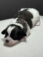 Ivy, a female Shihpoo for sale in Bonaparte, IA – 4 of 8